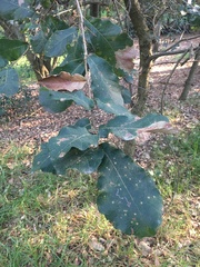 Quercus rugosa
