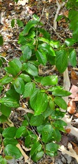Colubrina arborescens
