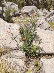Salvia oppositiflora