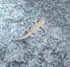 Hemidactylus brookii