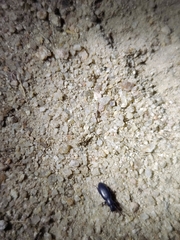 Hemidactylus brookii