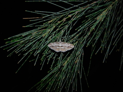 Didymoctenia exsuperata