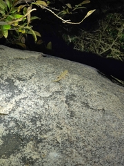 Hemidactylus brookii