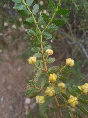 Larrea nitida