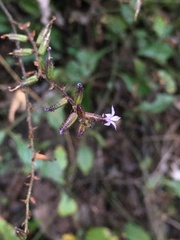 Plumbago pulchella