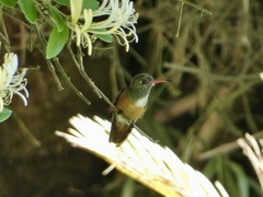 Amazilis amazilia