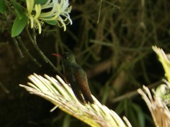 Amazilis amazilia