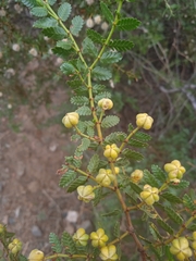 Larrea nitida