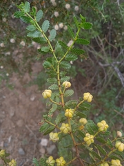 Larrea nitida