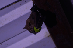 Artibeus jamaicensis