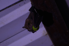 Artibeus jamaicensis