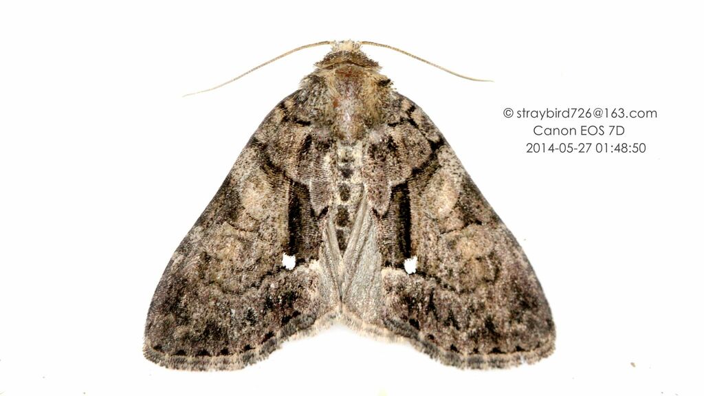 Chytonix albiquadrata