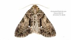 Chytonix albiquadrata