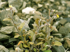 Myosotis australis