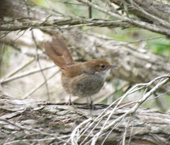 Dasyornis brachypterus brachypterus