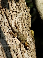 Sceloporus serrifer