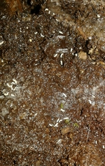 Onychiurinae