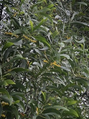 Juliflorae