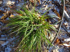 Carex pedunculata