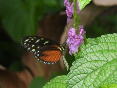 Heliconius hecale