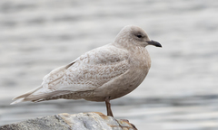 Larus glaucoides kumlieni
