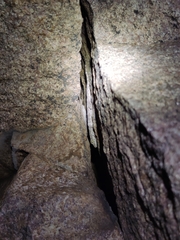 Hemidactylus giganteus