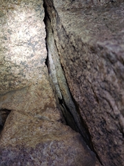 Hemidactylus giganteus