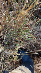 Hypericum hypericoides