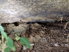 Hemidactylus giganteus