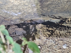 Hemidactylus giganteus