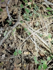 Sitana ponticeriana