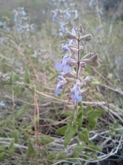 Salvia cuspidata