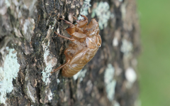 Macrotristria sylvara