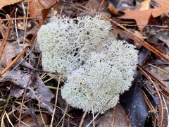 Cladonia evansii
