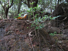 Strobilanthes integrifolius