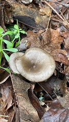 Pseudoclitocybe