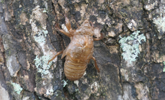 Macrotristria sylvara