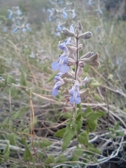 Salvia cuspidata