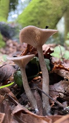 Pseudoclitocybe