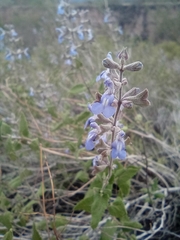 Salvia cuspidata