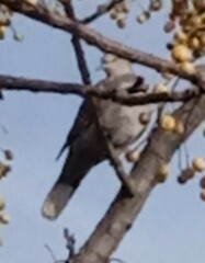 Streptopelia decaocto