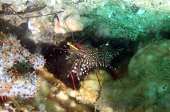 Rhynchocinetes serratus