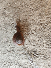 Helminthoglypta