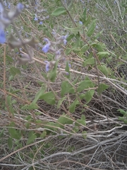 Salvia cuspidata