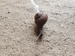Helminthoglypta