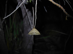 Epidesmia hypenaria