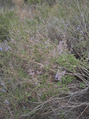 Salvia cuspidata