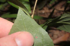 Styrax americanus