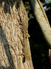 Sceloporus serrifer