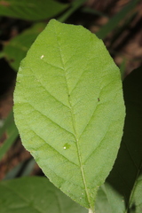Styrax americanus